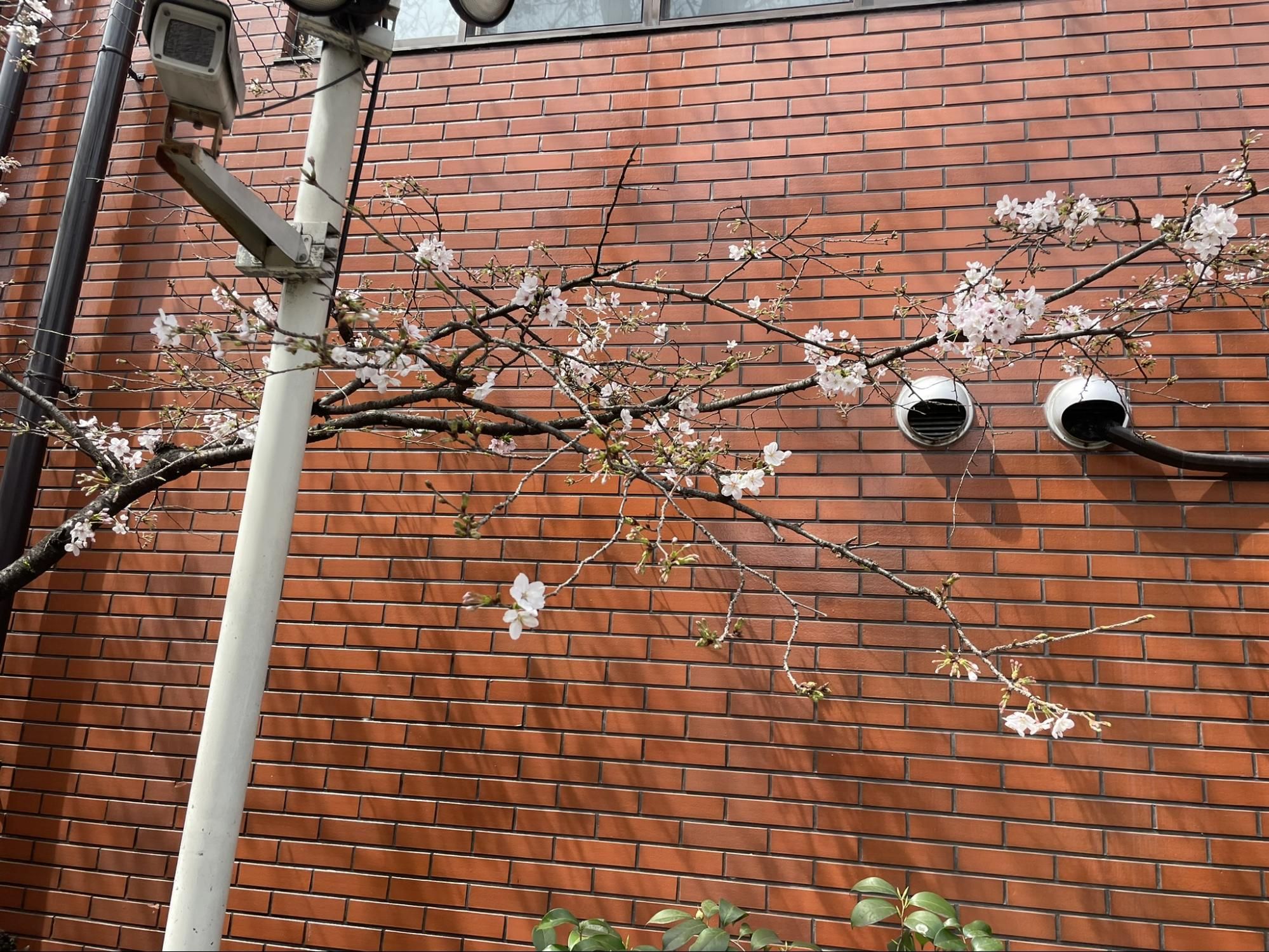 Fig. 8: Young 墨染桜 in the Sumizome Temple